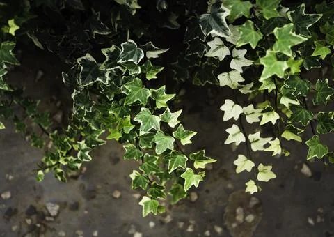 Close up of plant with leafs Stock Photos