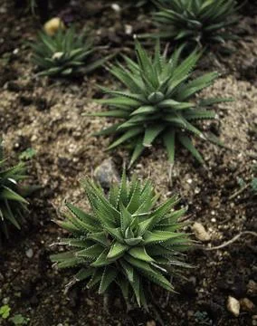 Close up of plant with leafs Stock Photos