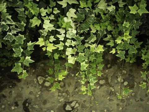 Close up of plant with leafs Stock Photos