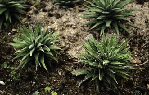 Close up of plant with leafs Photos