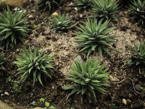 Close up of plant with leafs Stock-Fotos