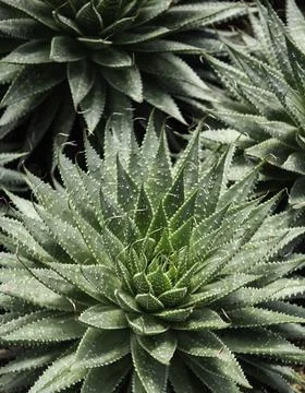 Close up of plant with leafs Foto stock