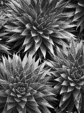 Close up of plant with leafs 写真素材