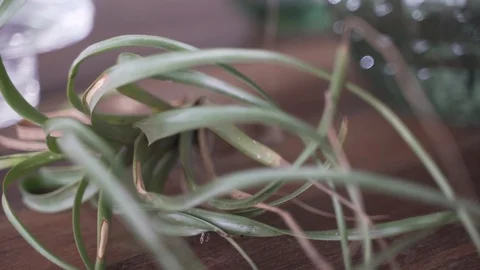 Close Up of Plant leaves Stock Footage 103854859