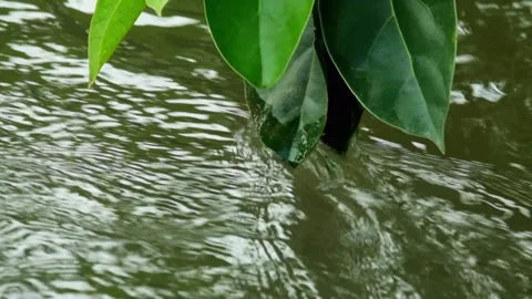 Close up of a plant with leaves hanging down to the surface of the river wat Video stock 320914635