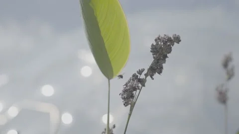 Close Up Of A Plant - No LUT Version Stock Footage 221828971