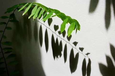 Close up of plant Stock Photos