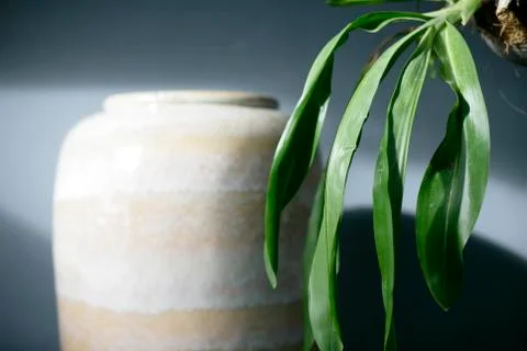 Close up of plant Stock Photos