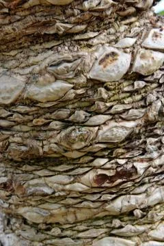 Close up of a plant Stock Photos