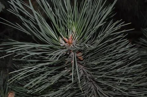 A close up of a plant Foto stock