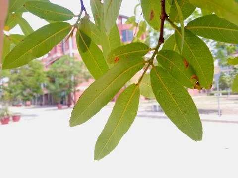 A close up of a plant Stock Photos