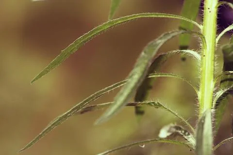 A close up of a plant Stock Photos