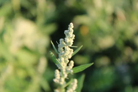 Close up of a plant Stock Photos