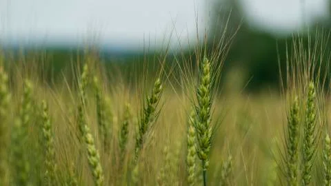 A close up of a plant Stock Photos