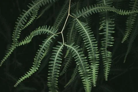 A close up plant Stock Photos