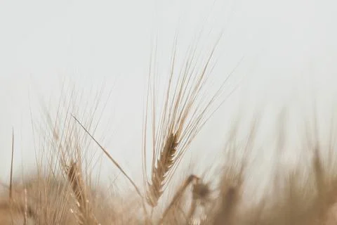 A close up of a plant Foto stock