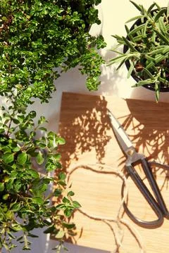 A close up of a plant Stock Photos