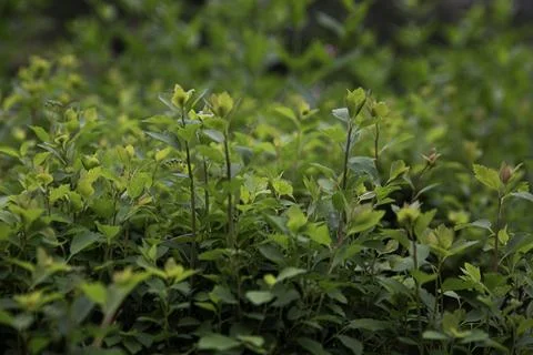 Close up of a plant 스톡 사진