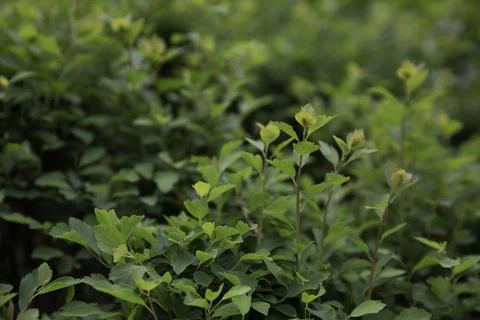 Close up of a plant Stock Photos