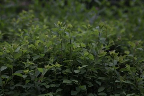 Close up of a plant Foto stock