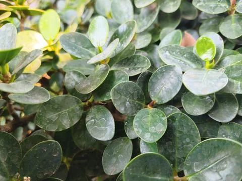 Close up of a plant 스톡 사진