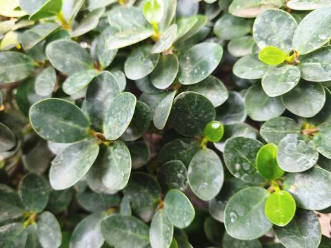 Close up of a plant 스톡 사진
