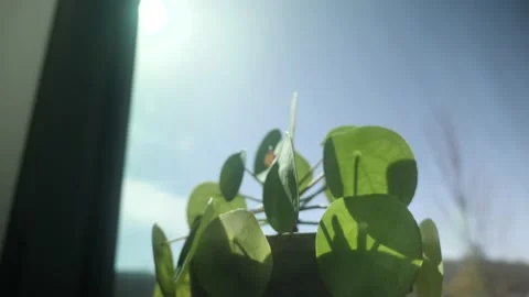 A close up of a plant in a pot Stock Footage 236852409