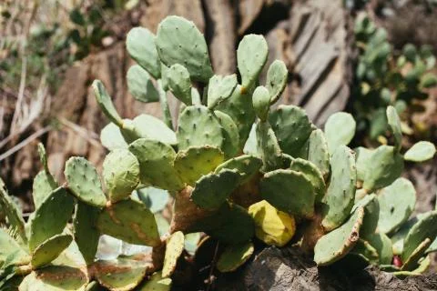 Close-up of a plant of prickly pear Opuntia ficus a species of cactus, Italy Stock Photos