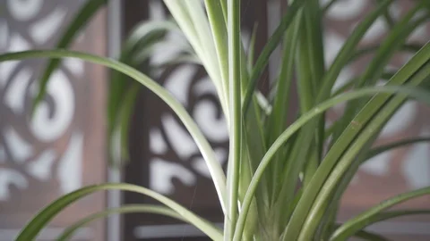 Close up Plant in rain Stock Footage 103855642