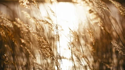 Close On Plant Reed Branches Moving In The Wind, In Lake Sunset Video Vídeo Stock 329742830
