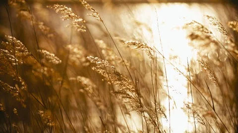 Close On Plant Reed Branches Moving In The Wind, In Lake Sunset Video 스톡 동영상 329742831