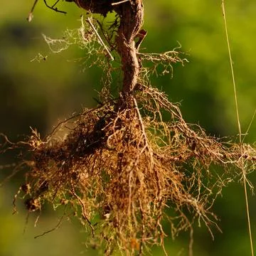Close up of plant root system with soil and tangled fibers against green boke Stock Photos