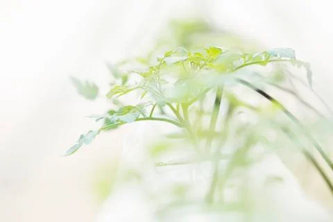 Close up of plant sapling Stock Photos