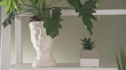 Close up Plant on shelves Video stock 103855608