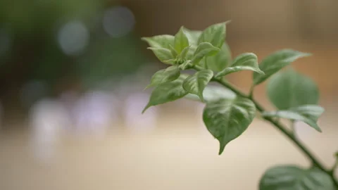 Close Up Plant Shoots Stock Footage 235919992