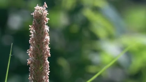 Close-up plant side view, green background nature 動画素材 201024944