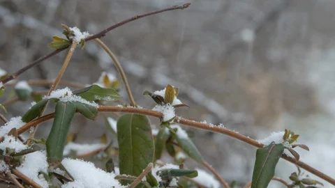 Close up of plant in snow fall wind Stock Footage 103295551