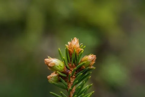 Close up of a plant with a soft background Stock-Fotos