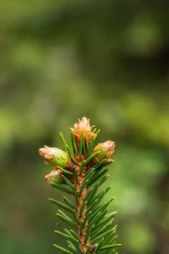 Close up of a plant with a soft background Foto stock