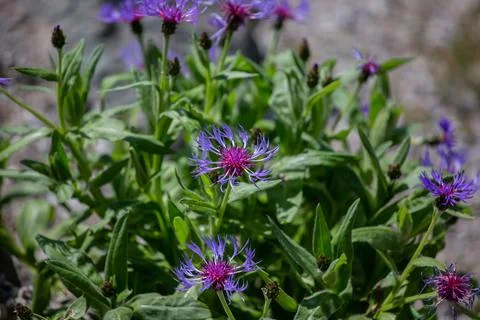 Close up of a plant with a soft background Foto stock