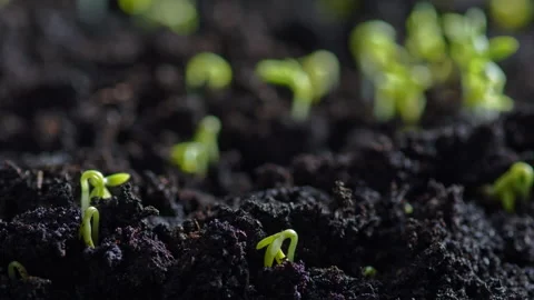 Close up of plant sprout growing from ground Stock Footage 343685033