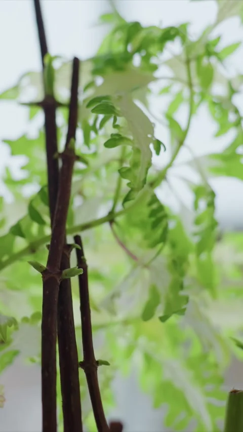 Close up of Plant Stems with Emerging Green Foliage Detail with stem leaf growth Stock Footage 346788352