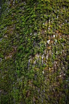 Close up of the plant texture of a tree trunk Stock Photos