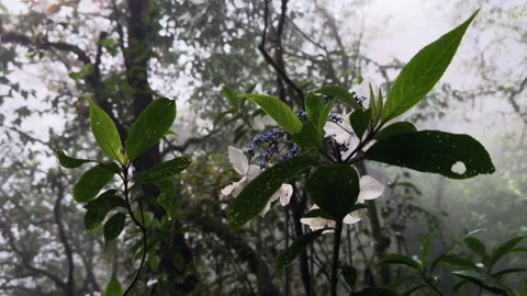 Close up of plant tree wilderness nature in the ancient primeval forest of Tà Stock Footage 345138427