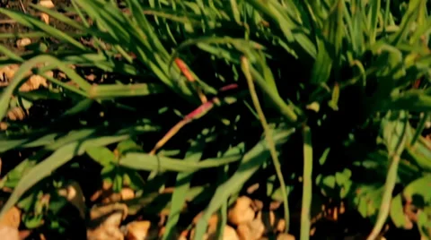 Close on plant to wide sky reflection Stock Footage 39932364