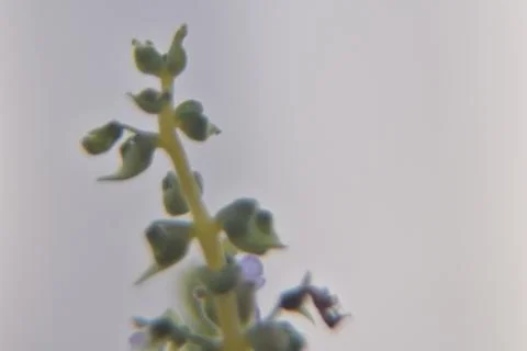 Close up of plant in the wind Stock Photos