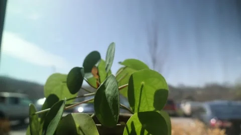 A close up of a plant in a window sill Stock Footage 236852412