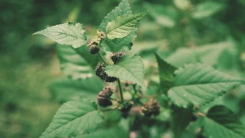 Close up of a plant in the woods Stock Footage 79164868