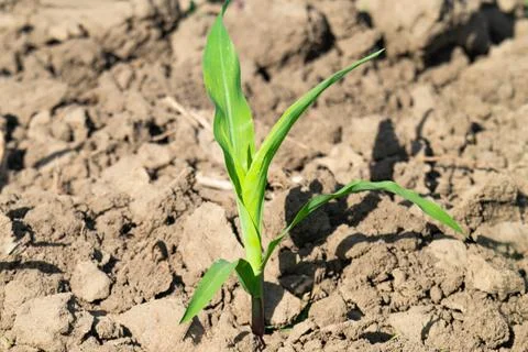 Close up of plant young corn 스톡 사진