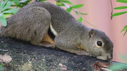 Close up of Plantain Squirrel Stock-Footage 322172991